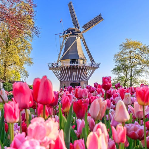 Keukenhof gardens, Netherlands - Rhine River Cruises