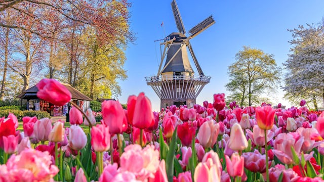 Keukenhof gardens, Netherlands - Rhine River Cruises
