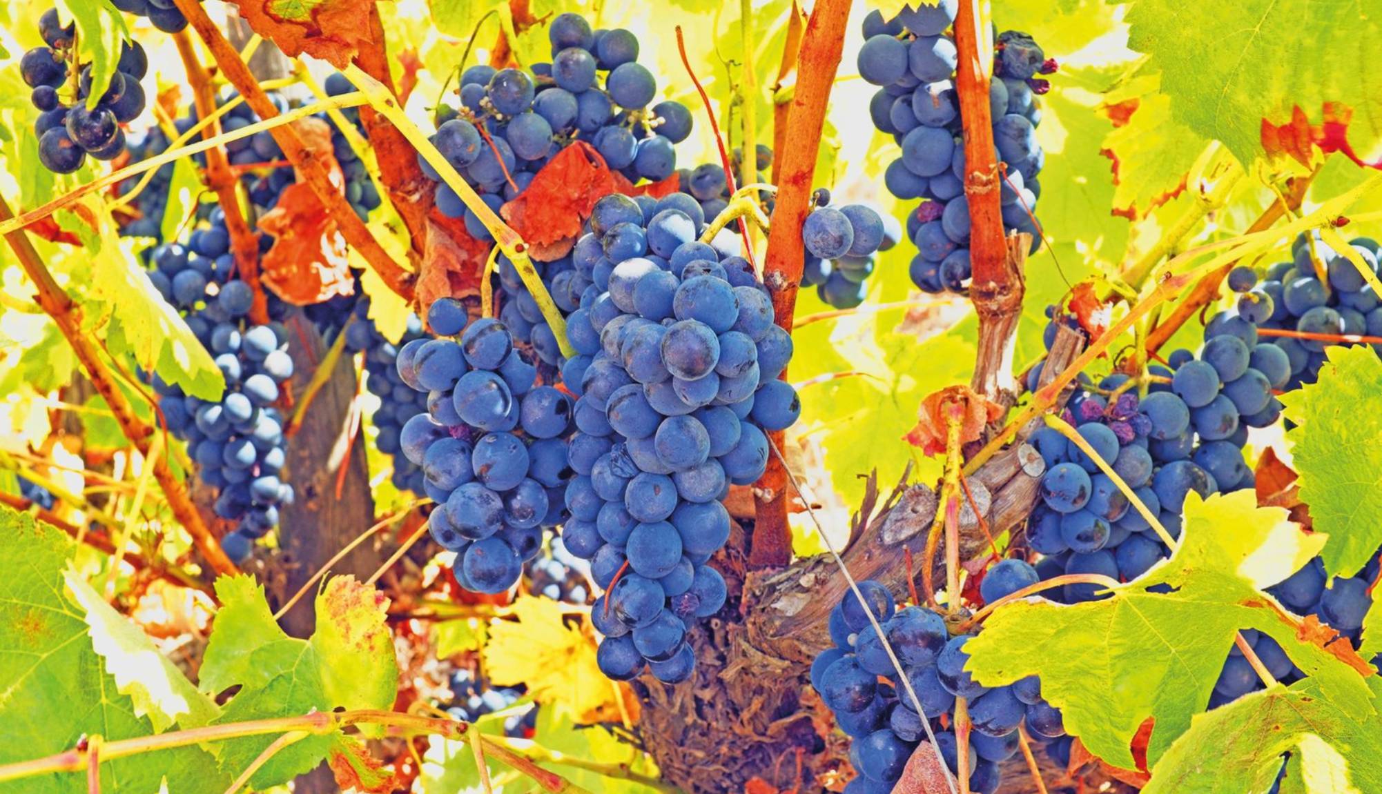 Douro Valley Vineyards Grapes - Douro River Cruises