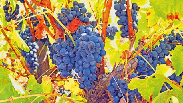 Douro Valley Vineyards Grapes - Douro River Cruises