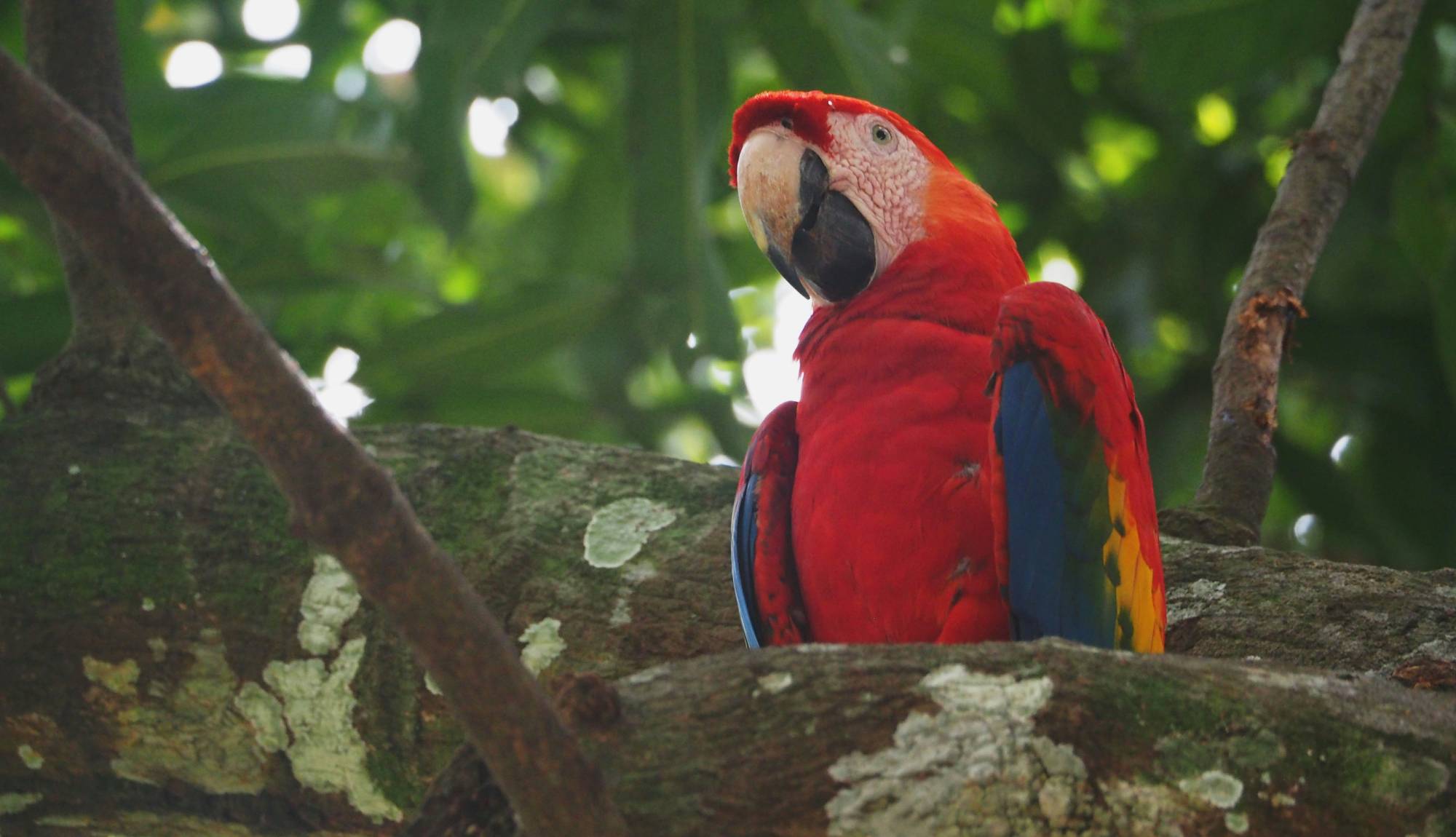 Amazon River Red Macaw