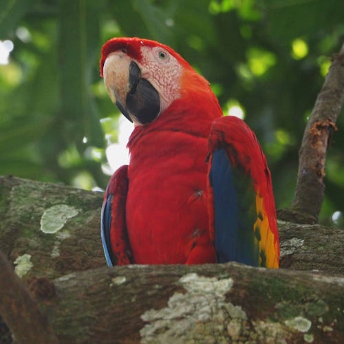 Amazon River Red Macaw