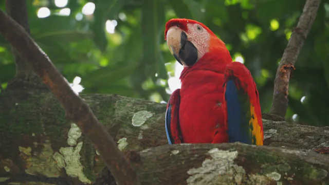 Amazon River Red Macaw