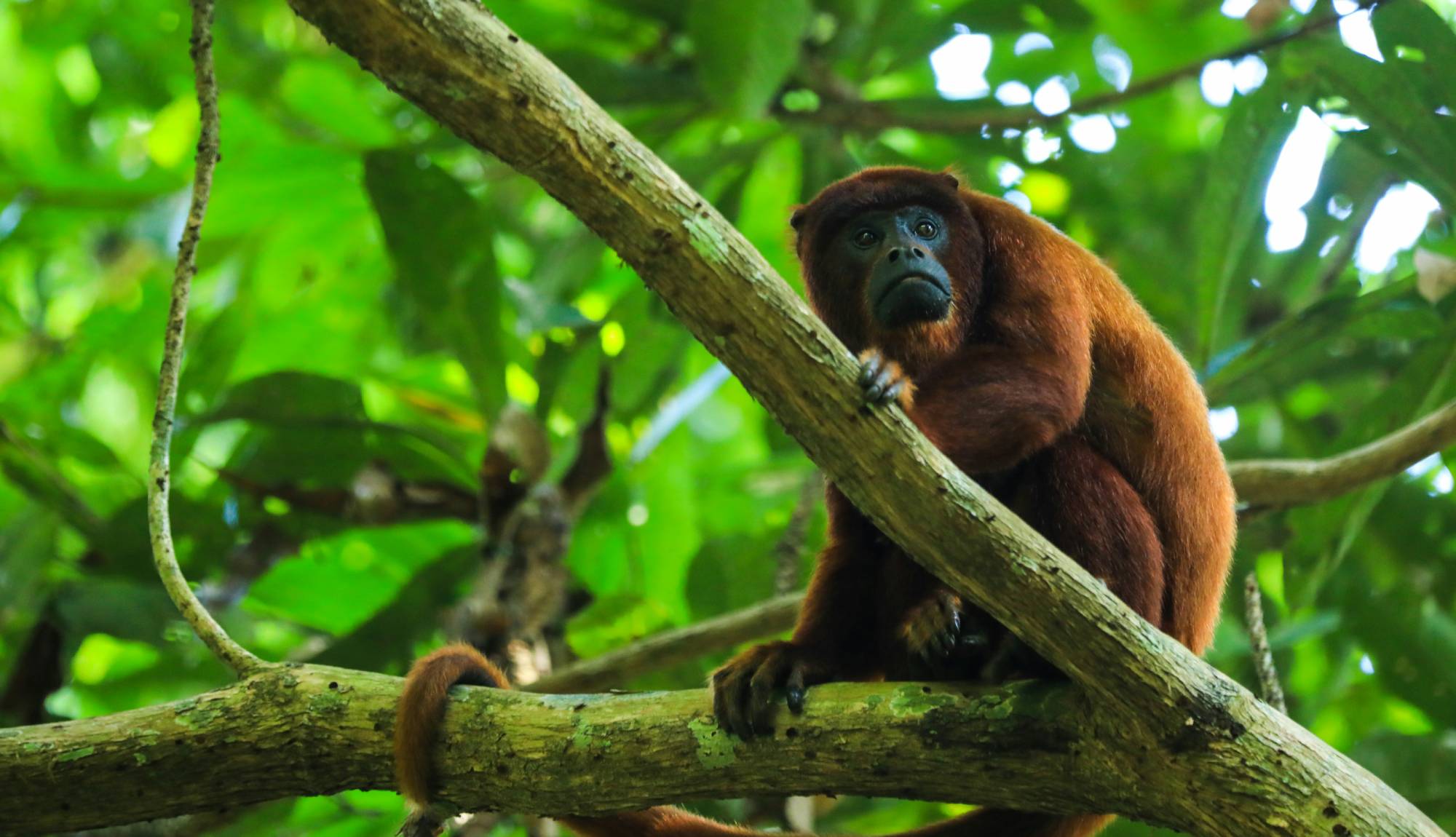 Wildlife spotting on an  Amazon River Cruises