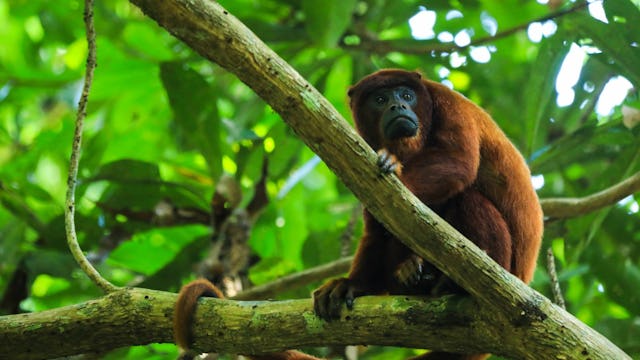 Wildlife spotting on an Amazon River Cruises