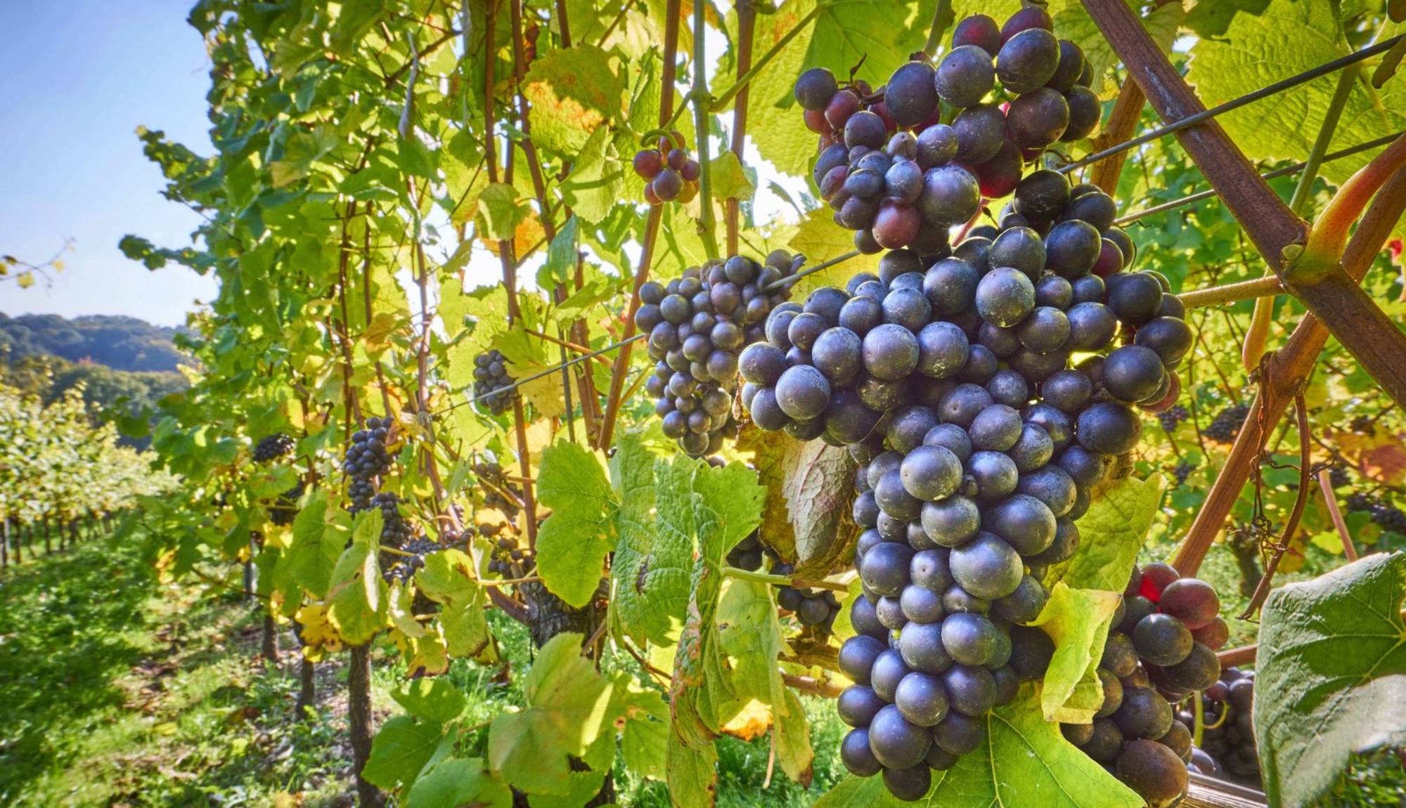 Bordeaux River Cruises - Grapes Wine Harvest
