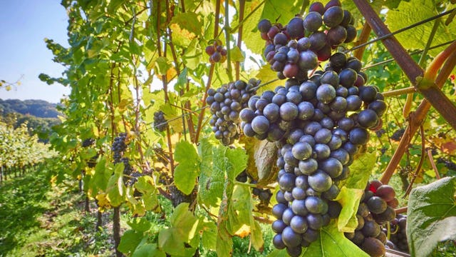 Bordeaux River Cruises - Grapes Wine Harvest