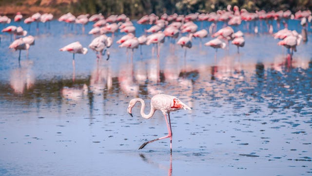 Rhône River Cruises - Camargue Flamingo
