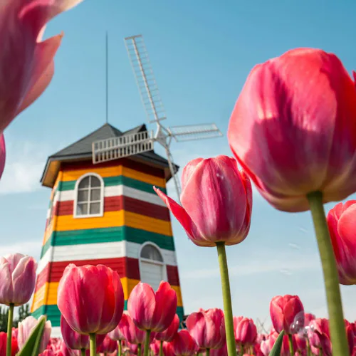 Dutch & Belgian Waterways - Tulips Windmills