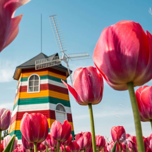 Dutch & Belgian Waterways - Tulips Windmills