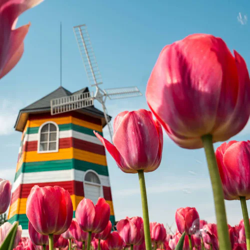 Dutch & Belgian Waterways - Tulips Windmills