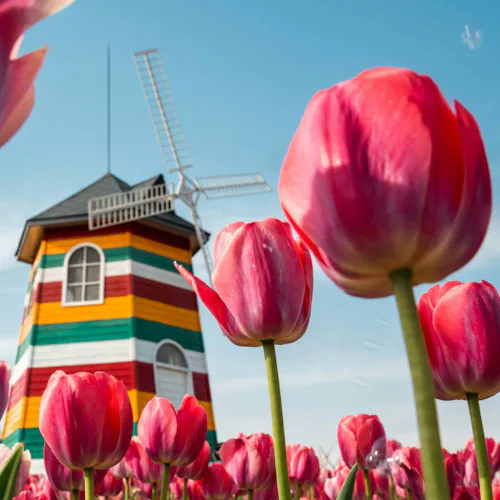 Dutch & Belgian Waterways - Tulips Windmills