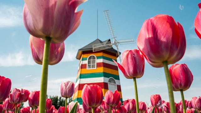 Dutch & Belgian Waterways - Tulips Windmills
