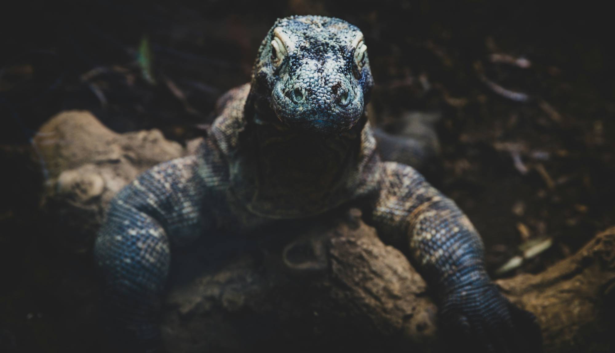 Indonesia Komodo Island