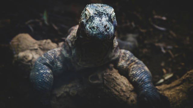 Indonesia Komodo Island
