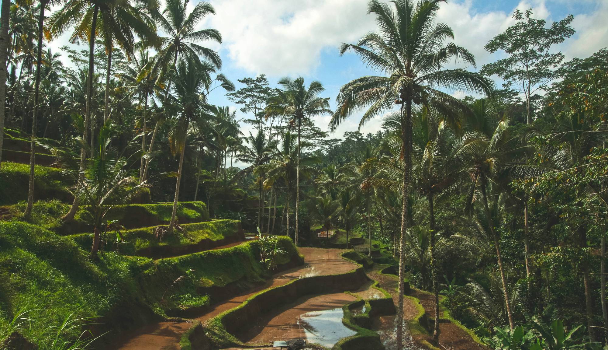 Bali Rice Fields near Ubud