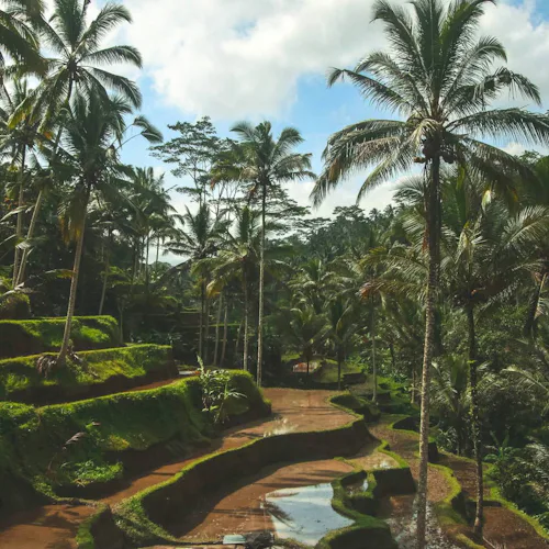 Bali Rice Fields near Ubud