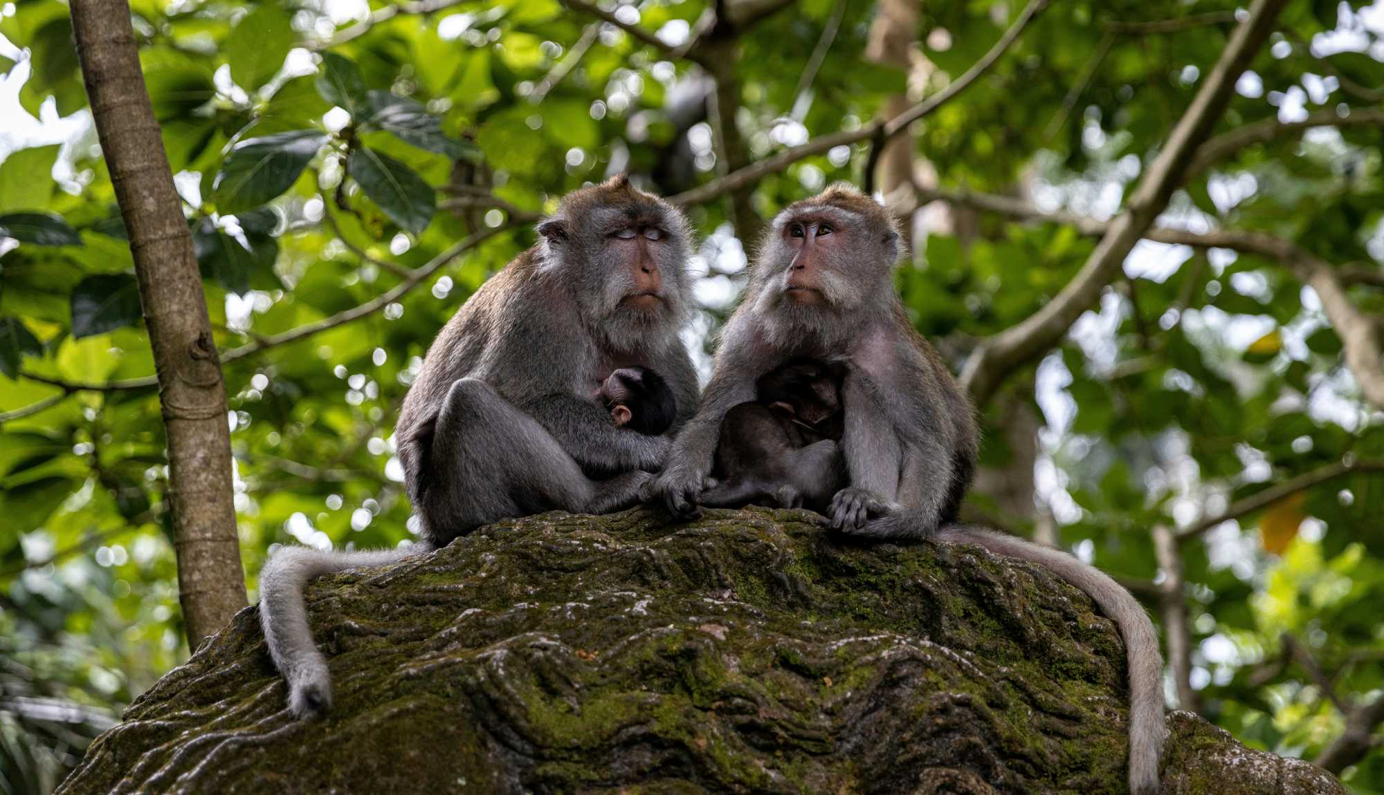 Bali - Ubud Monkey Forest