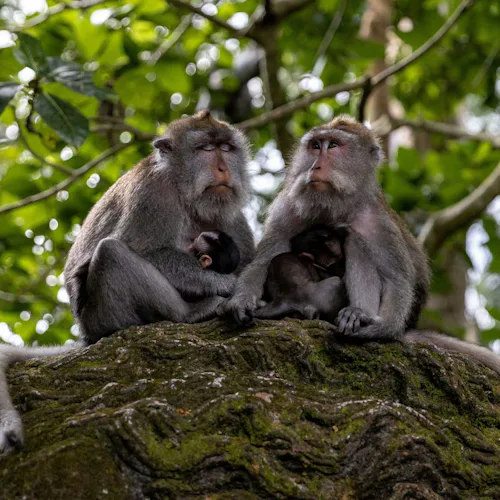 Bali - Ubud Monkey Forest