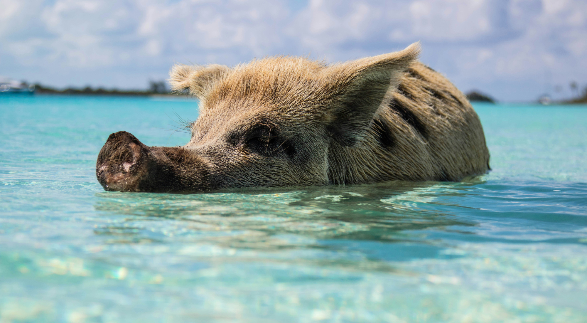Nassau Bahamas Pigs
