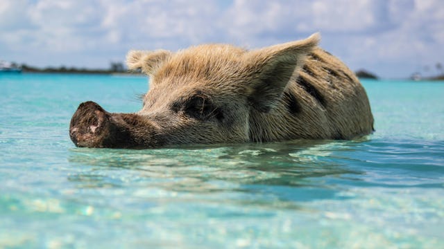 Nassau Bahamas Pigs