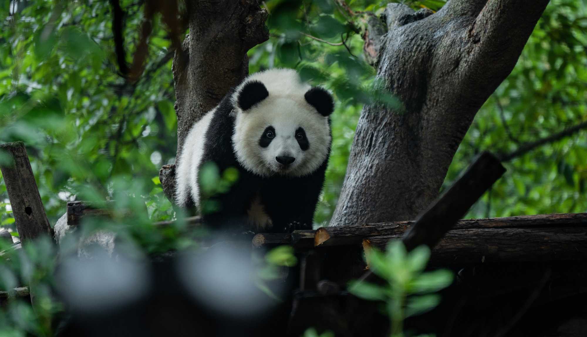 China - Chengdu Panda Sanctuary