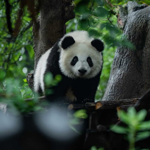 China - Chengdu Panda Sanctuary