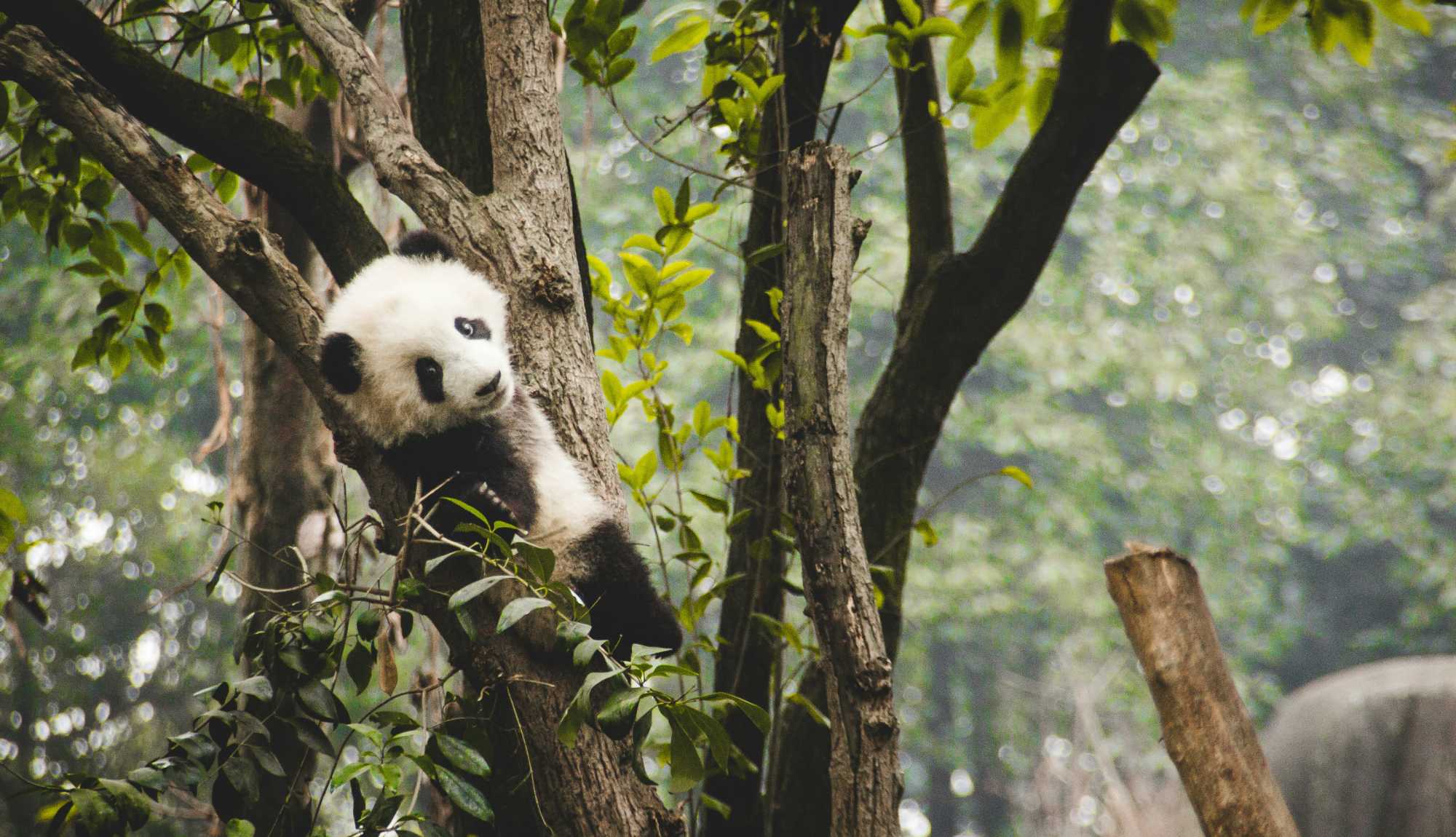 China - Chengdu Panda Tree