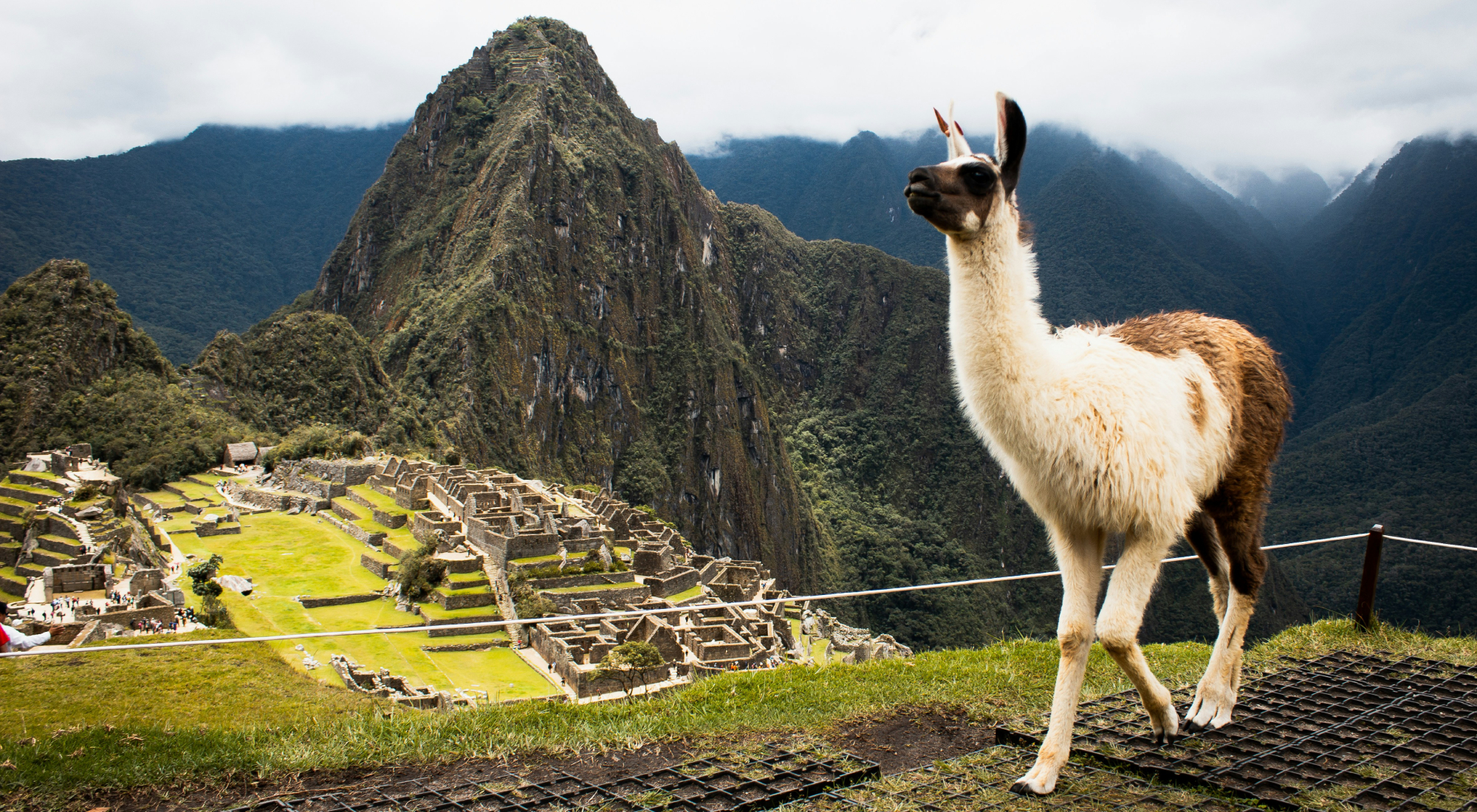 A llama overlooking Machu Picchu in Peru
