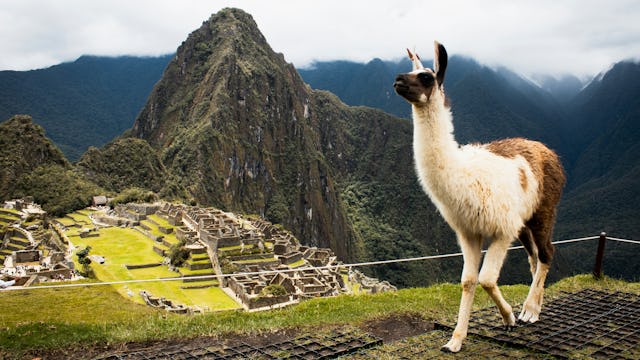 A llama overlooking Machu Picchu in Peru