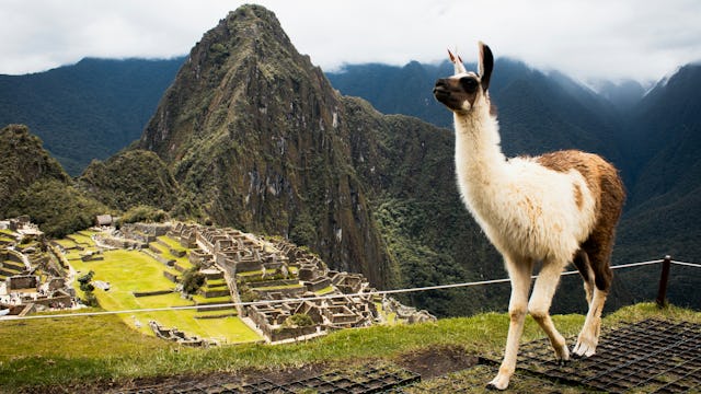 A llama overlooking Machu Picchu in Peru