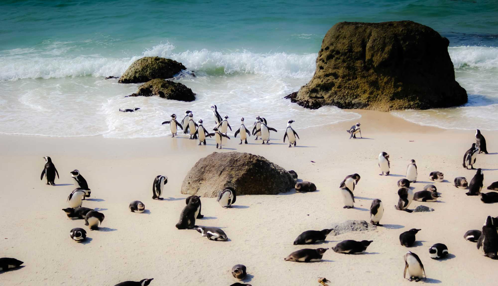 Cape Town, South Africa - Boulder Beach Penguins