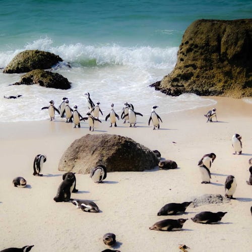 Cape Town, South Africa - Boulder Beach Penguins