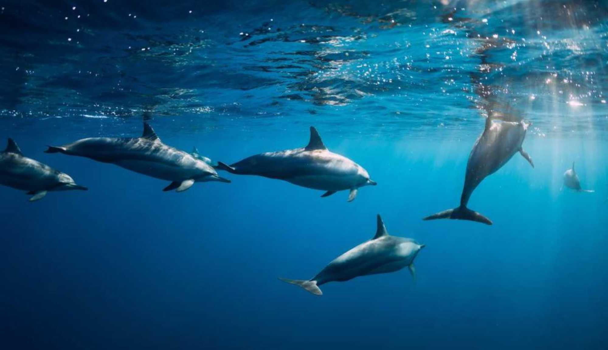 Mauritius - Swimming with Dolphins