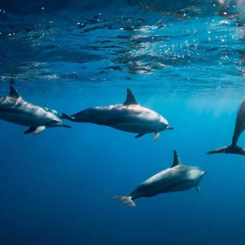 Mauritius - Swimming with Dolphins