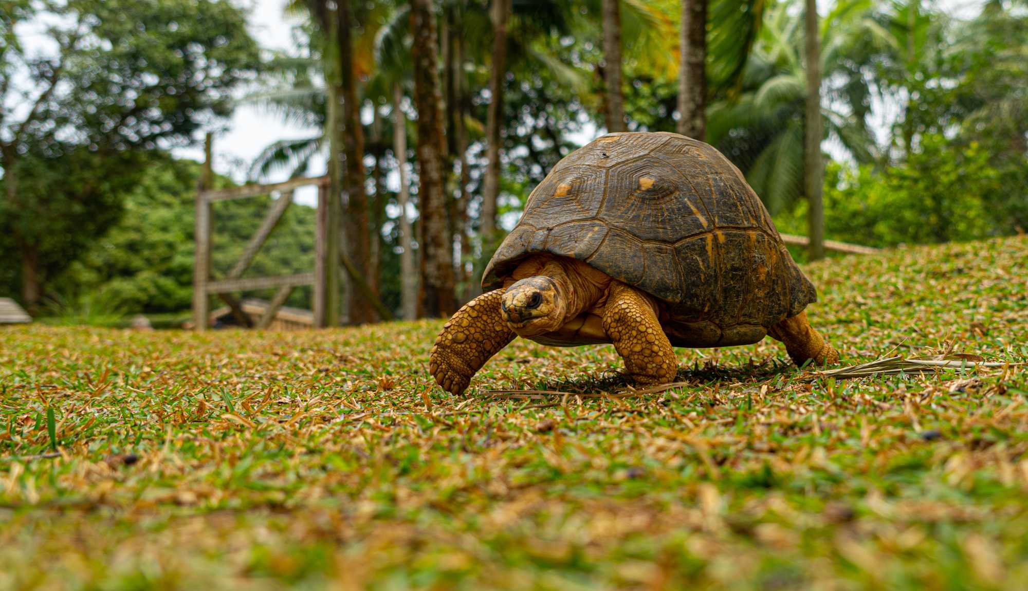 Mauritius - Giant Tortoise