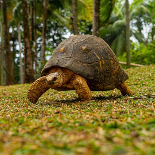 Mauritius - Giant Tortoise