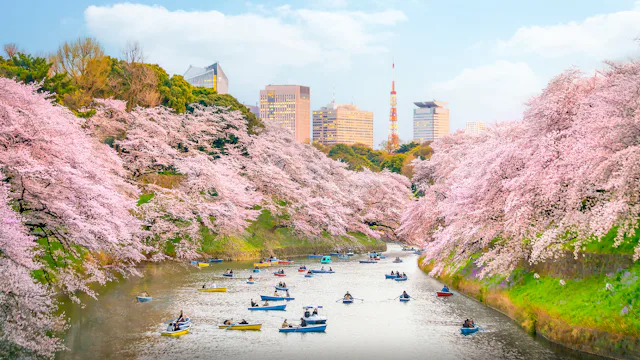 Japan Tokyo Cherry Blossom