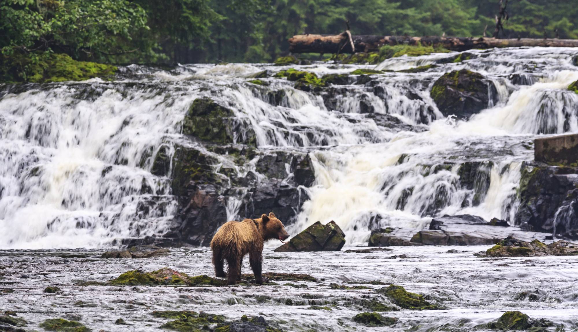 Alaska Inside Passage - bear