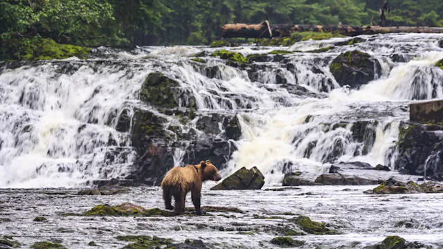 Alaska Inside Passage - bear
