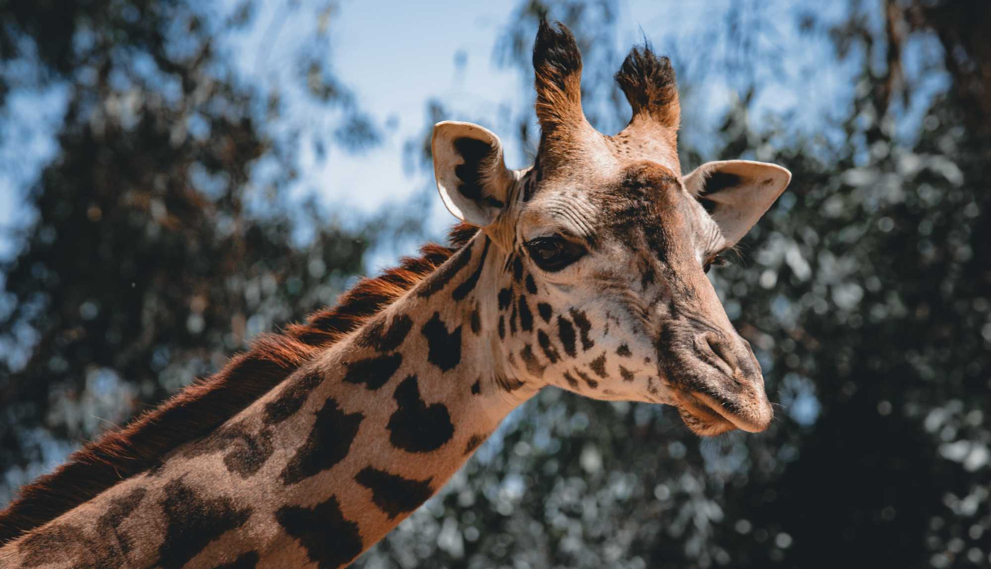 San Diego - Balboa Park San Diego Zoo