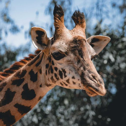 San Diego - Balboa Park San Diego Zoo