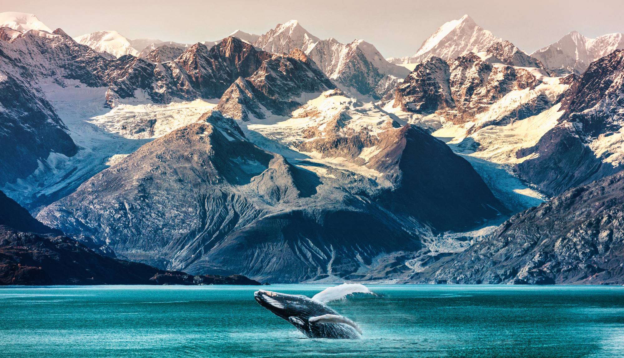 Alaska Inside Passage - Whale