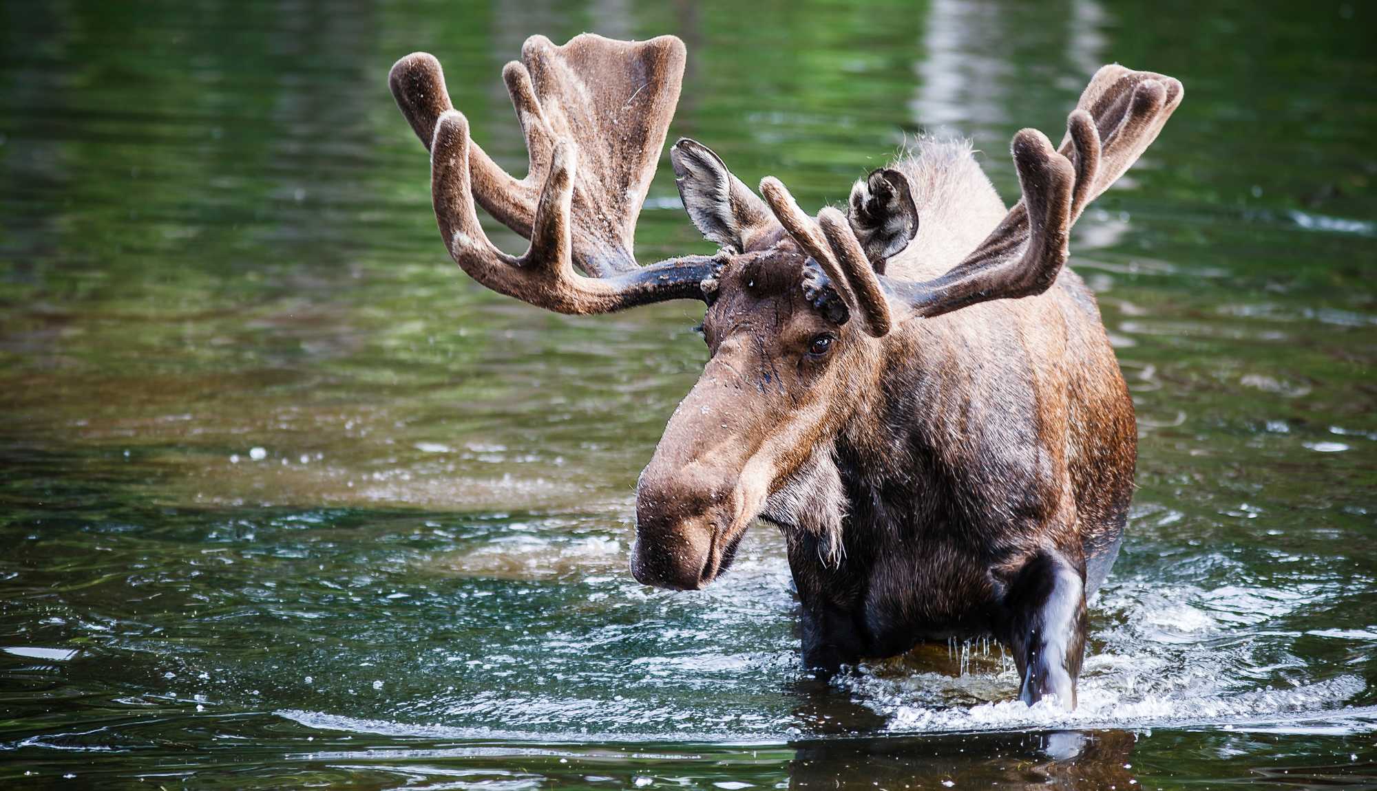 Whittier - Alaska Wildlife Conservation Center Moose