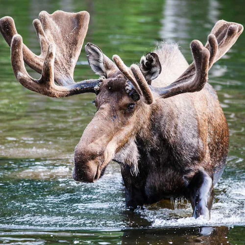 Whittier - Alaska Wildlife Conservation Center Moose