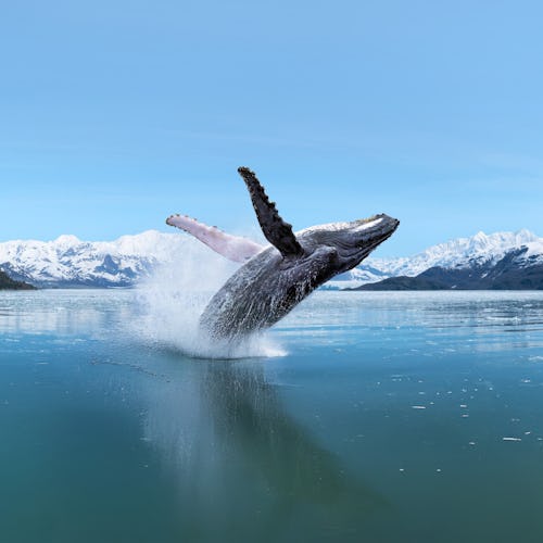 Alaska Whale Galcier