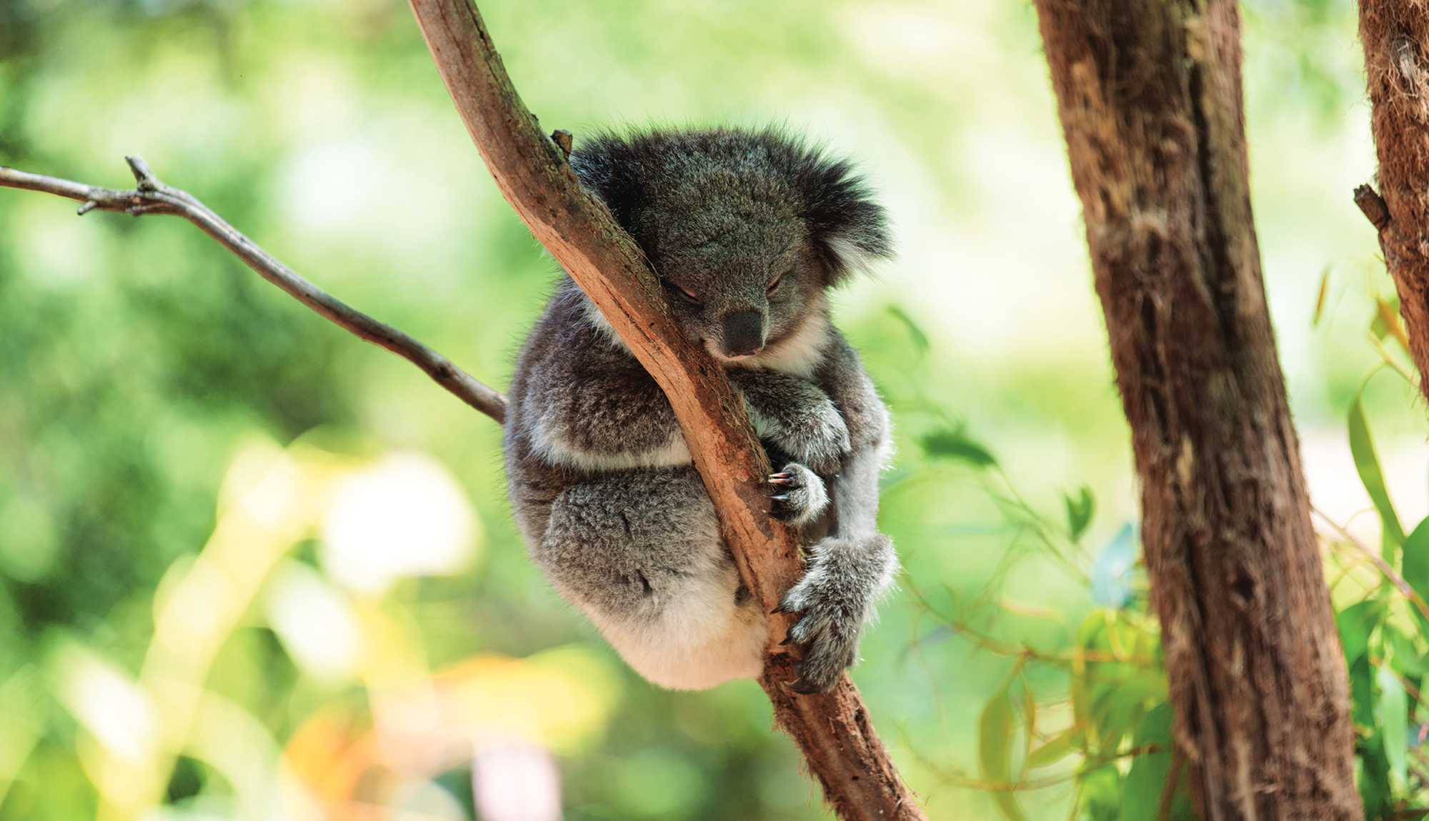 Brisbane, Australia - Lone Pine Koala Sanctuary