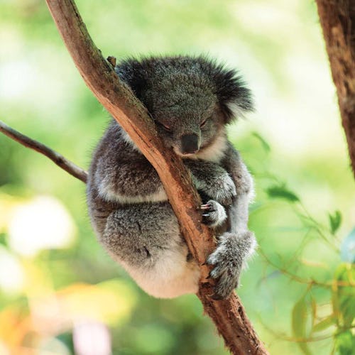 Brisbane, Australia - Lone Pine Koala Sanctuary