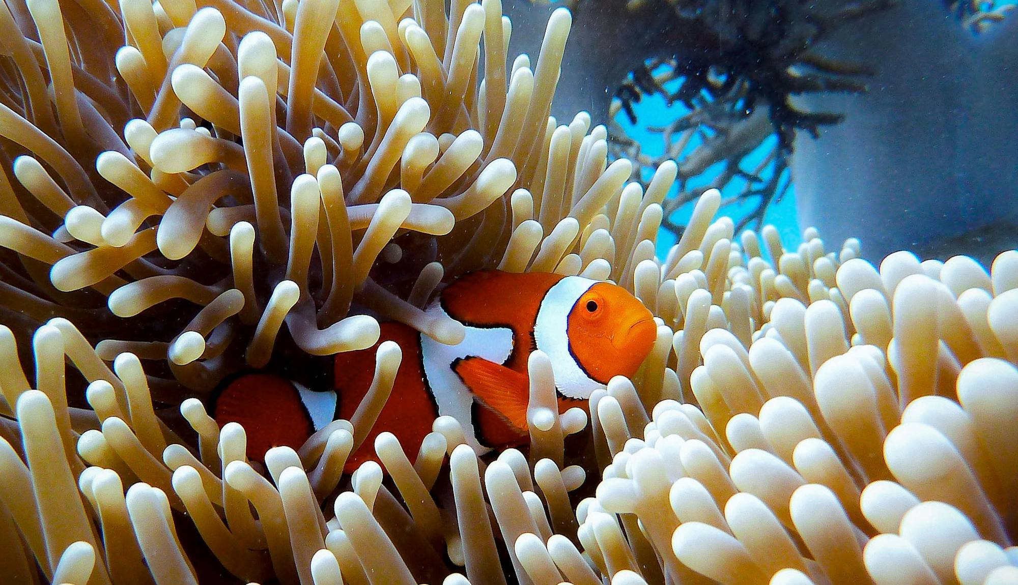 Australia Great Barrier Reef