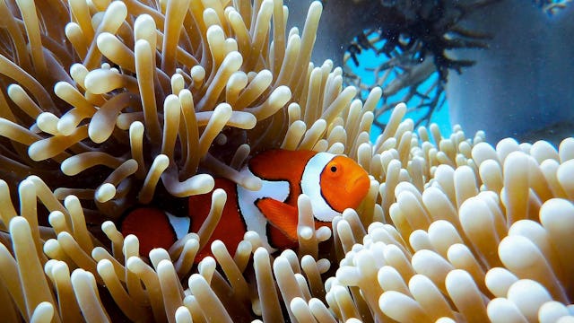 Australia Great Barrier Reef